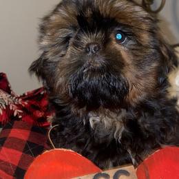 Girl 4 - Shih Tzu puppy in Wooster, Ohio from Mending Hearts Shih Tzu's