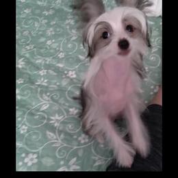 Chihuahua and Chinese Crested Puppies from Western Kentucky Chihuahua’s and Chinese Crested’s