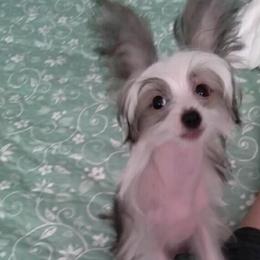 Chihuahua and Chinese Crested Puppies from Western Kentucky Chihuahua’s and Chinese Crested’s