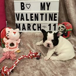 French Bulldog Puppies from Fur Royalty Frenchies