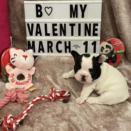 French Bulldog Puppies from Fur Royalty Frenchies