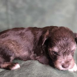 Elisa - Liver female Miniature Schnauzer puppy in Lebanon, Missouri from Sassy's Classy Canines