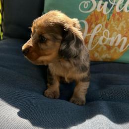 Little Rebel - Dapple male Dachshund puppy in Myrtle, Mississippi from Mel’s Pups