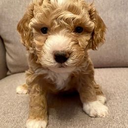 Cavachon, Cavalier King Charles Spaniel, Cavapoo, Goldendoodle, and Poodle Puppies from Manoka's Honeybee