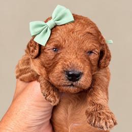 Ruffles - Red  female Goldendoodle puppy in Coats, North Carolina from TH.EM Doodles