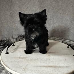 Comet - Black and gold male Yorkshire Terrier puppy in Pana, Illinois from Lucky Star Yorkies