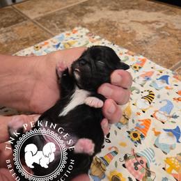 Mona - Black female Pekingese puppy in Berwick, Pennsylvania from TnK Pekingese