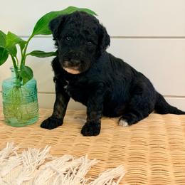 Clover - Black male Goldendoodle puppy in Livermore, Colorado from Heritage Hills Family Doodles