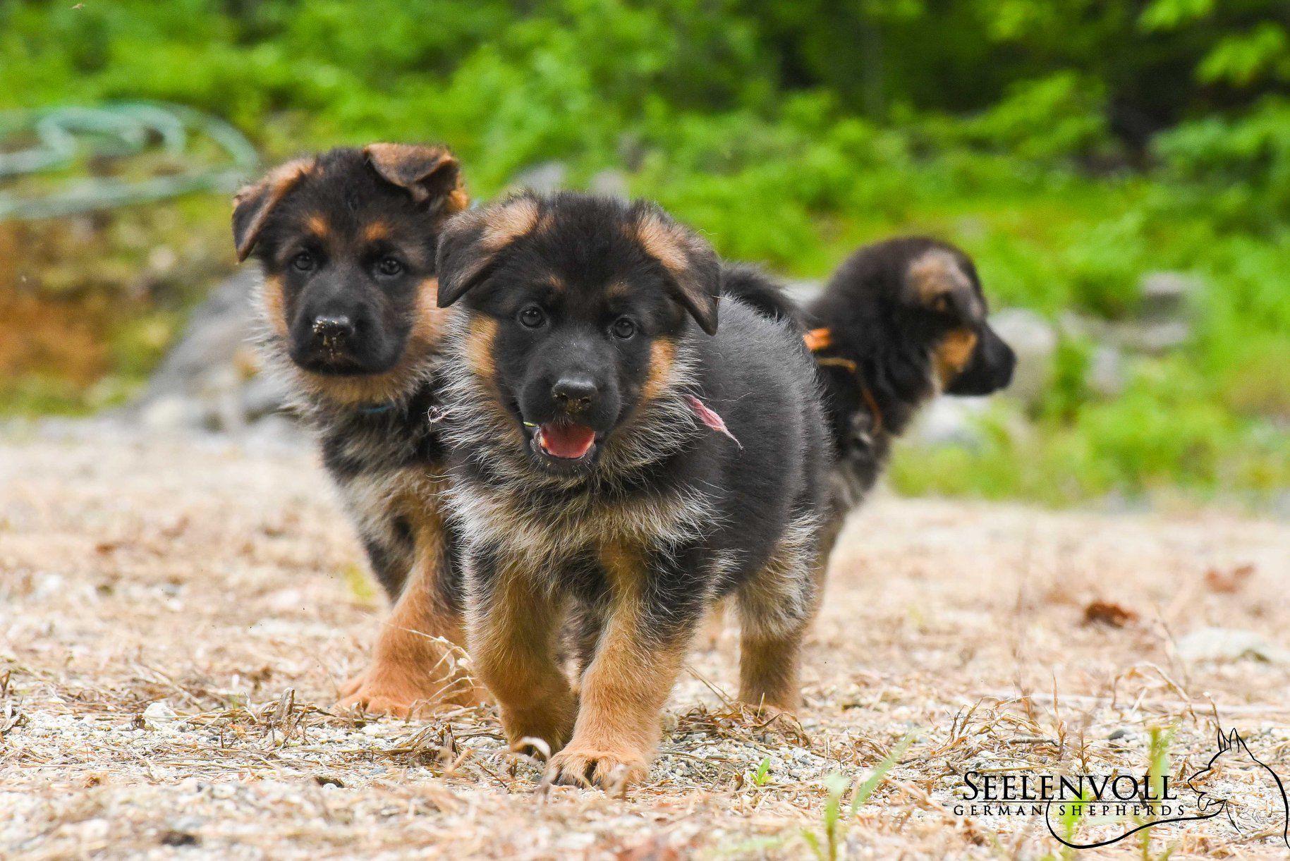 Seelenvoll store german shepherds