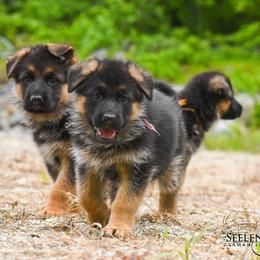 German Shepherd Puppies from Seelenvoll German Shepherds