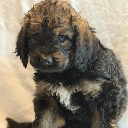 Grady - Tri-color male Bernedoodle puppy in Phelan, California from PuppyPaws4U