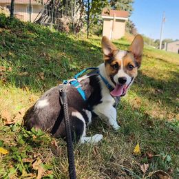 Moo Moo - Black and tan female Pembroke Welsh Corgi puppy in Pine Village, Indiana from NL Horsemanship
