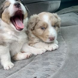 Australian Shepherd Puppies from Wild Meadow’s Aussies