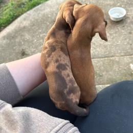Anna - Red female Dachshund puppy in Mountain Home, Arkansas from Furry Friends Kennel