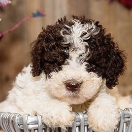 Lagotti Romagnoli from Two By Two Lagotto