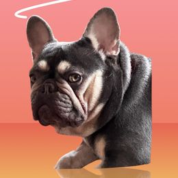 Priscilla - French Bulldog