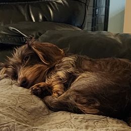 Dachshund Puppies from Divine Teckel Tails