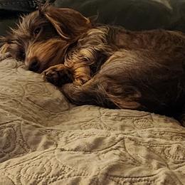Dachshund Puppies from Divine Teckel Tails