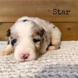 Star - Blue merle female Australian Shepherd puppy in Kearney, Nebraska from Helix Aussies