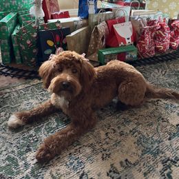 Arwen - Goldendoodle