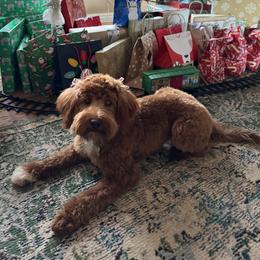 Arwen - Goldendoodle