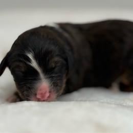 Chili - Sable male Bernedoodle puppy in Clermont, Florida from Shadow Bernedoodles & Dog Training