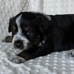 Wynter - Black tri-color female Australian Shepherd puppy in Quaker City, Ohio from Wagon Wheel Aussies and Corgi’s