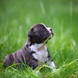 American Staffordshire Terrier Puppies from America's Best