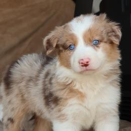 Boy 4 - male Border Collie puppy in Courtland, Alabama from C Bar C Ranch Border Collies