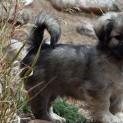 Tibetan Spaniels from Tibroke’s
