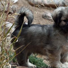 Tibetan Spaniels from Tibroke’s