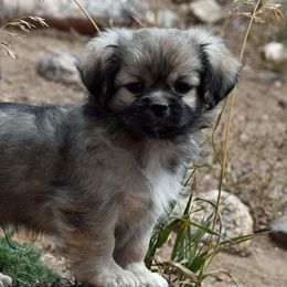 Tibetan Spaniels from Tibroke’s