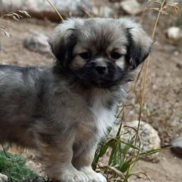 Tibetan Spaniels from Tibroke’s