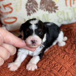 Autumn - Black and white female Sheepadoodle puppy in Wharton, Texas from Little Fur Friends