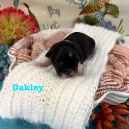 Boy 4 - male Australian Shepherd puppy in El Dorado Springs, Missouri from OR Aussies