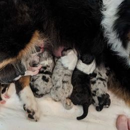 Shetland Sheepdog Puppies from Hawks Acres Shetland Sheepdogs