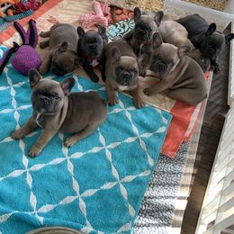 French Bulldog Puppies from Flat Face French Bulldogs