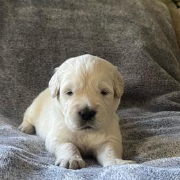 Finn - Light golden male Golden Retriever puppy in North Highlands, California from The Purrfectpups