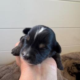 Boy 4 - Black tri male Toy Australian Shepherd puppy in Columbia Falls, Montana from Firefly Aussies & Aussiedoodles