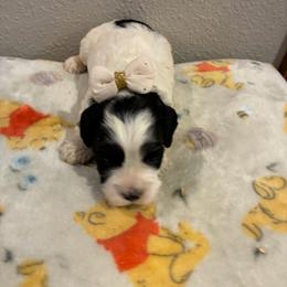 Scarlet - Black and white female Cockapoo puppy in Brookings, South Dakota from Hofer Pups