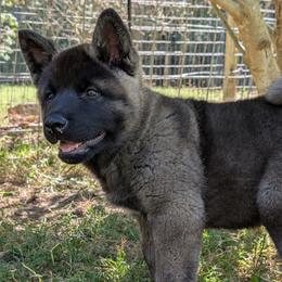 Nebula's Boy 3 - Black male Akita puppy in South Carolina from Sierra Mountain Akitas