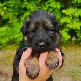Todd - Black and red male German Shepherd puppy in White Cloud, Michigan from Von WestLynn German Shepherds