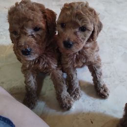 Poodle Puppies from Grace Colt Farms