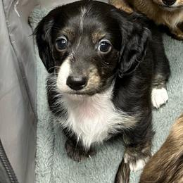 Black and White - Black male Dachshund puppy in Fort Worth, Texas from Honey B’s Doxies