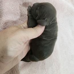 AKC Schroeder - Sable male Cocker Spaniel puppy in New Market, Tennessee from Down in the Holler
