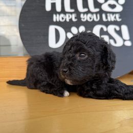Tempa - Black female Labradoodle puppy in Blythwood, South Carolina from Exotic and Designer Doodles