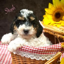 Steph - Tri-color female Bernedoodle puppy in Crockett, Texas from Kingdom Kennels