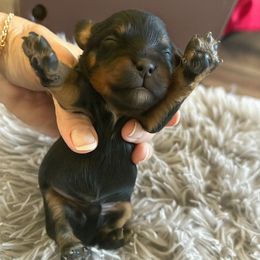 Cecil - Black and tan male Cavapoo puppy in Thorndale, Texas from Hattie’s Texas Cavapoos