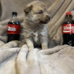 Female - Chocolate female Pomsky puppy in Harpers Ferry, West Virginia from Brandie Kelley
