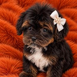 Mahlia - Black and tan female Yorkipoo puppy in Lebanon, Kentucky from Mosaic Merle Doodles